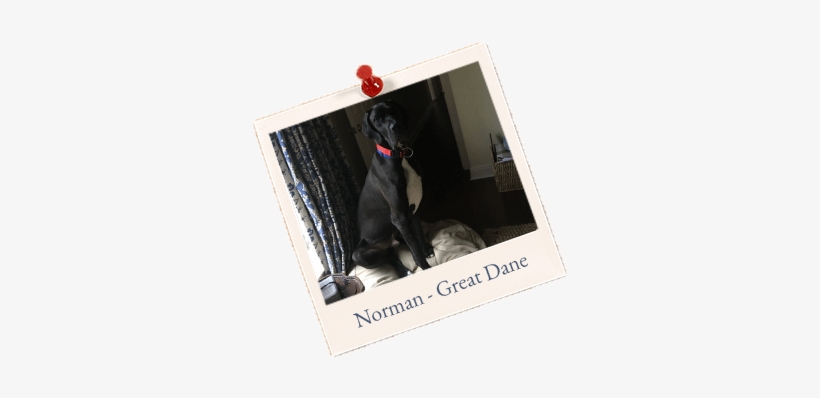 Norman Great-dane - Norman, transparent png download