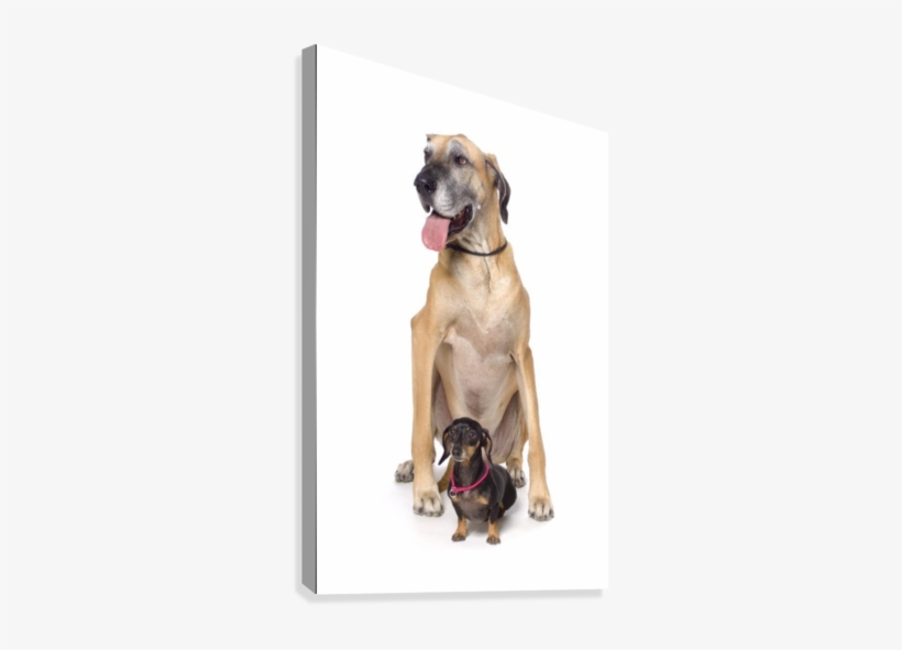 Great Dane And Dachshund Portrait Canvas Print - Great Dane And Weiner Dog, transparent png download