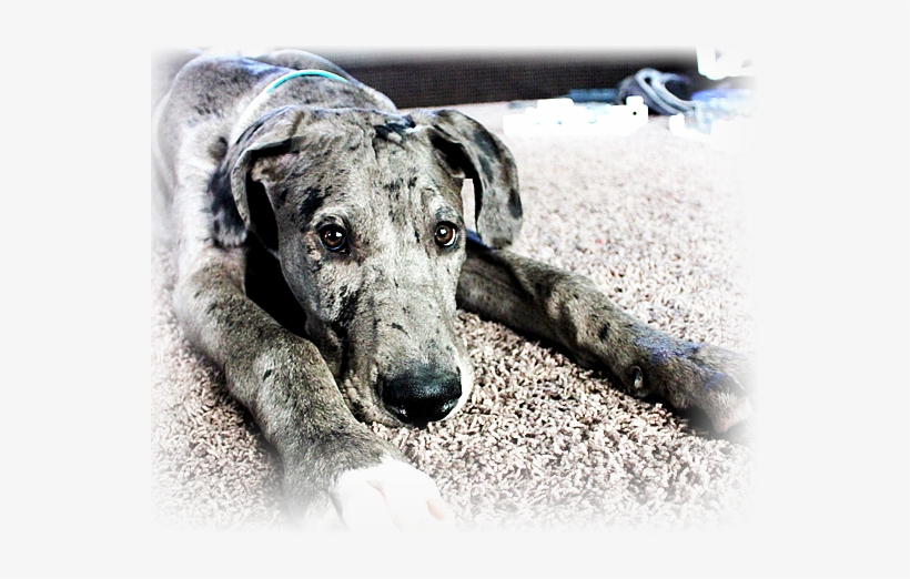 Sweet Merle Girl - Great Dane Puppies Merle, transparent png download