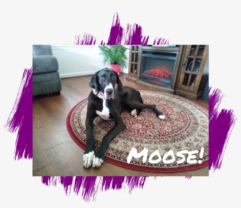 Photo Credit - M - Companion Dog, transparent png download