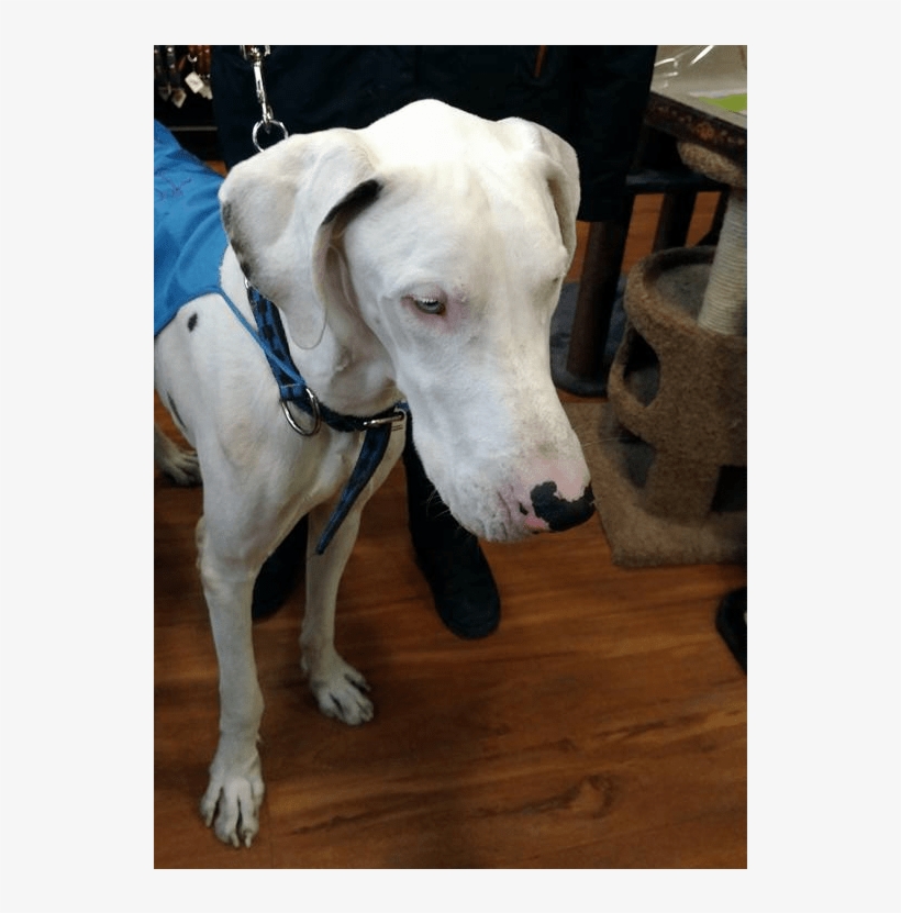Whisper Is A Great Dane, Found Starving On The Streets - Dog, transparent png download