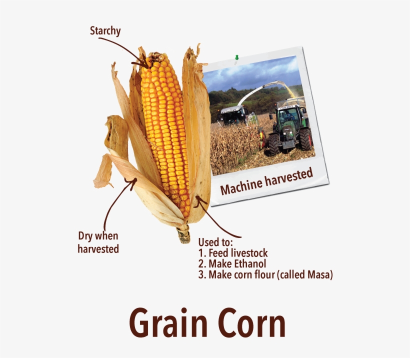 Graincorn - Off The Cob Sweet Corn Tortilla Chips Sea Salt 4 Oz, transparent png download