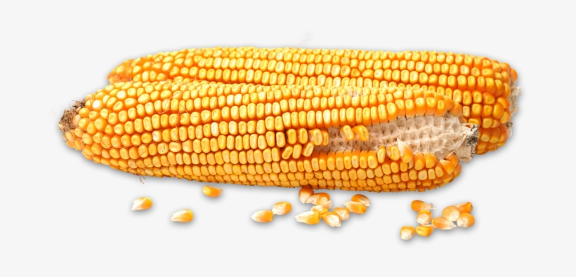 The Indiana Corn Marketing Council Works To Enhance - Maize, transparent png download