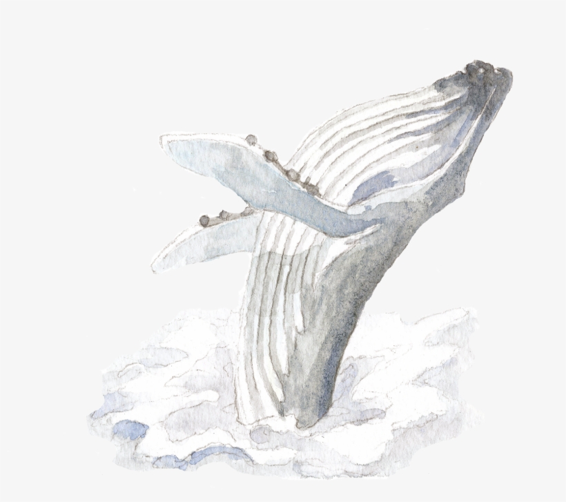 Rsz Whale-1920x1704 - Macro Photography, transparent png download