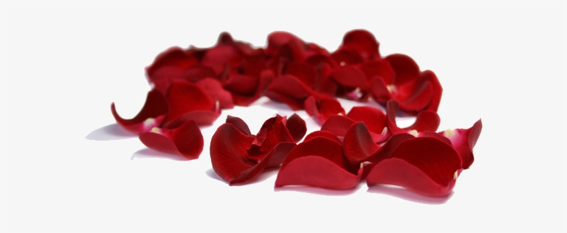 Rose Petals Png Clipart - Rose Petals Clip Art, transparent png download