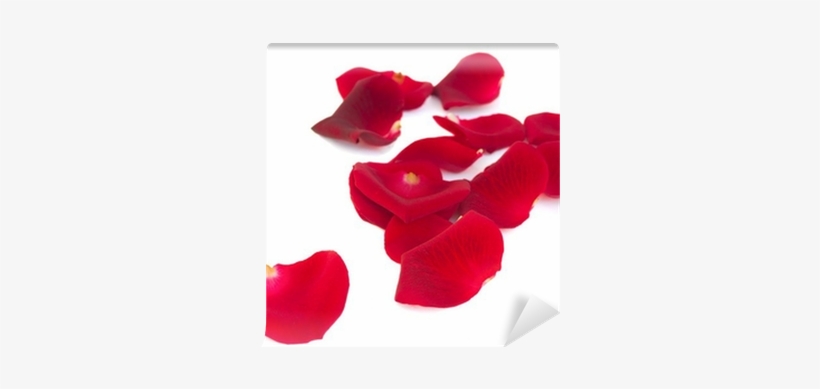 Petali Di Rosa, transparent png download