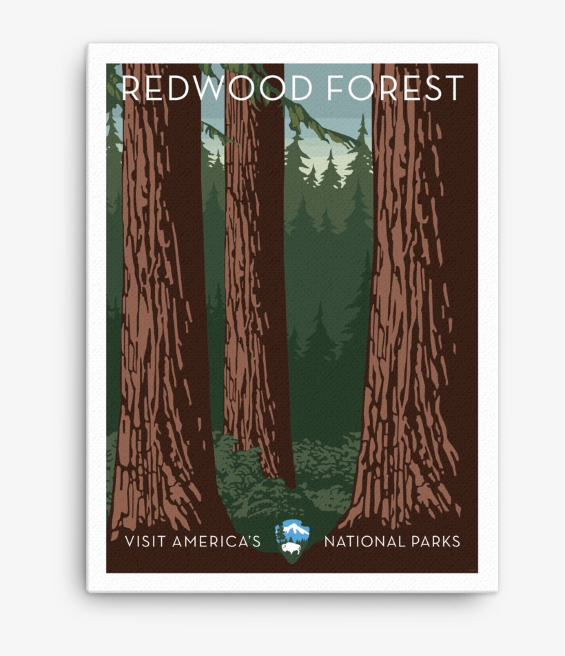 Redwood Forest Canvas - Redwood National And State Parks, transparent png download