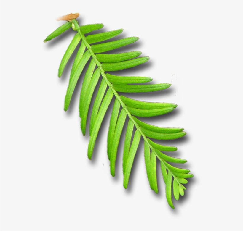 Ancient Strength, transparent png download