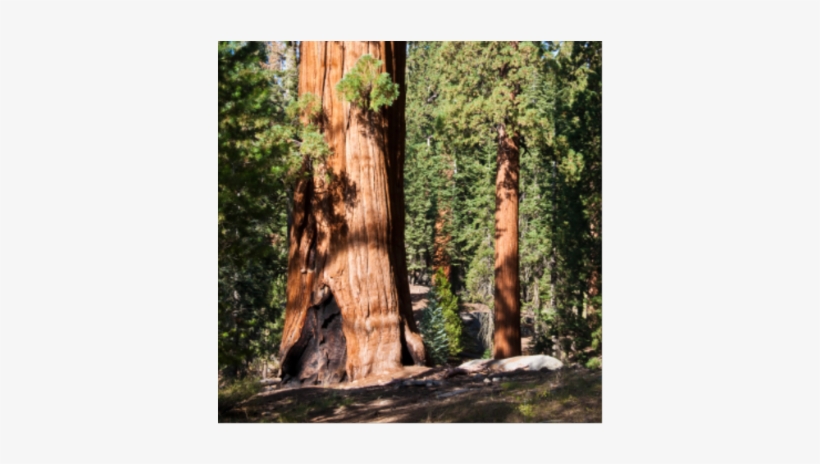 Redwood Forest In Sequoia National Park - Redwood Forest National Park, transparent png download