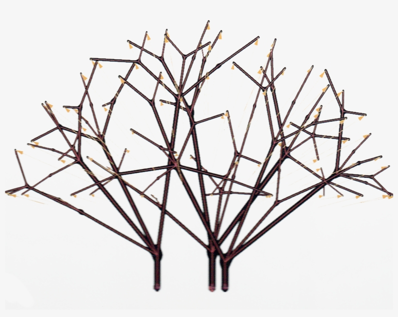 03 Redwood Forest Imm - Coast Redwood, transparent png download