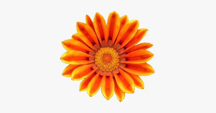 Orange Flower Clipart - Orange Flower Clip Art, transparent png download