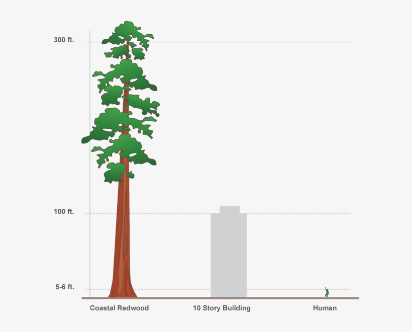 How Tall Is 100 Feet Compared To A Human