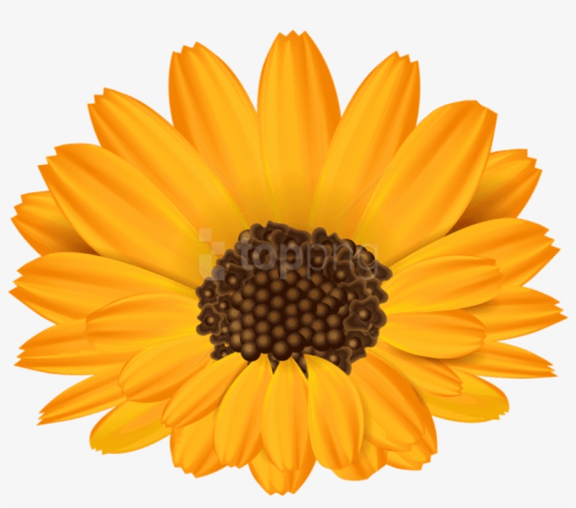 0, - English Marigold, transparent png download