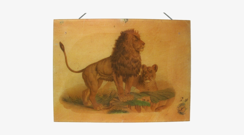 John Derian, transparent png download