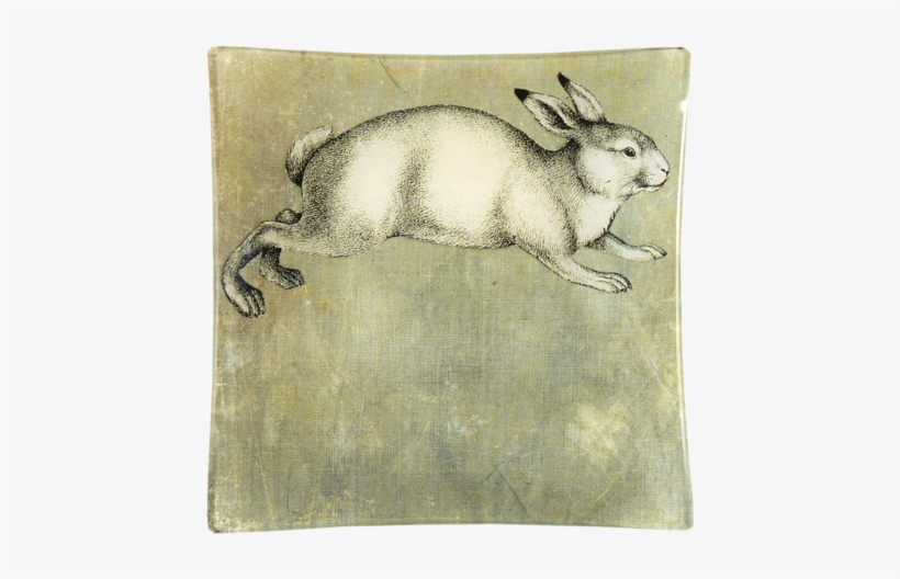 White Rabbit White Rabbit - Snowshoe Hare, transparent png download