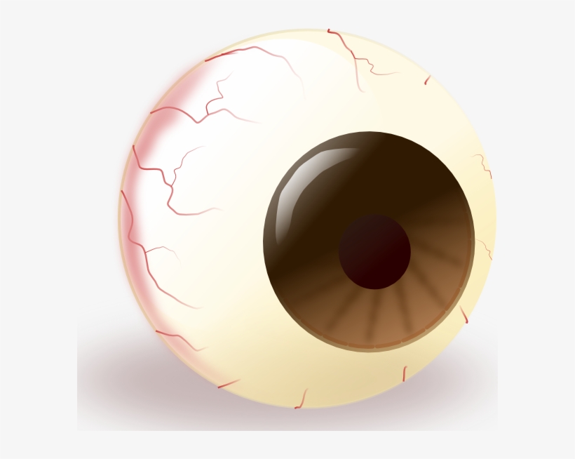 Ecuabron Brown Eye Clip - Bulbo Oculare Png, transparent png download