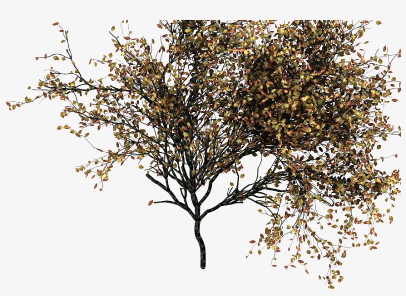 Go To Image - Tree Png Autumn, transparent png download