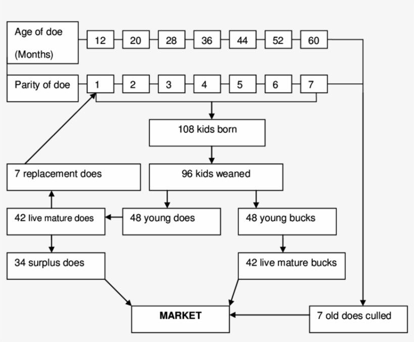 Model Flow Diagram For 4 Does And Their Offspring Derived - Diagram, transparent png download