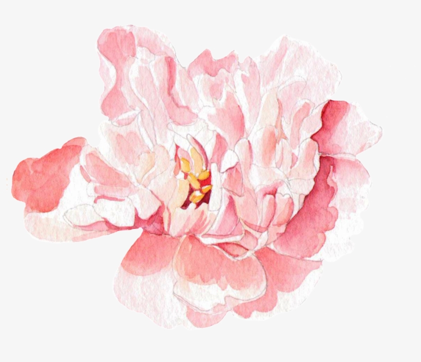 This Graphics Is Pink Petals Transparent Decorative - Rosa Watercolor-pfingstrosen Und Lilien Visitenkarte, transparent png download