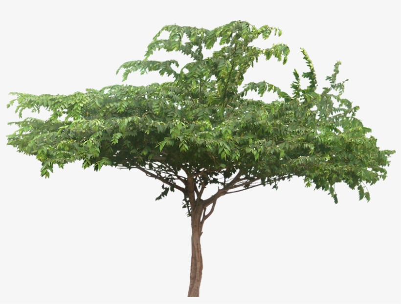 Image - Enterolobium Cyclocarpum Png, transparent png download