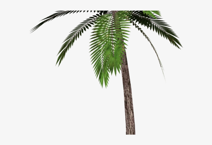 Date Palm Clipart Tropical Tree - Palm Tree Transparent Background, transparent png download
