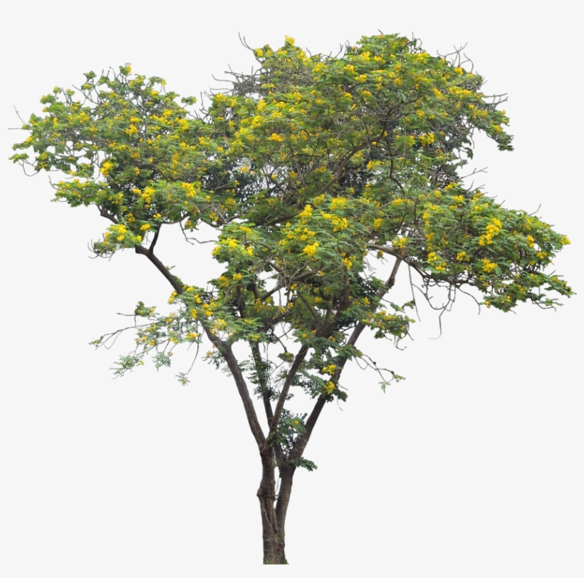 Cassia Siamea - Oak, transparent png download