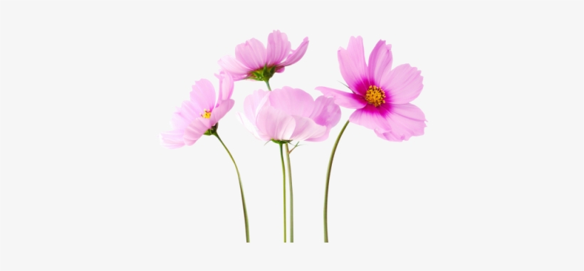 Cosmea Flower Png Image Hd - Flower Png Images Hd, transparent png download