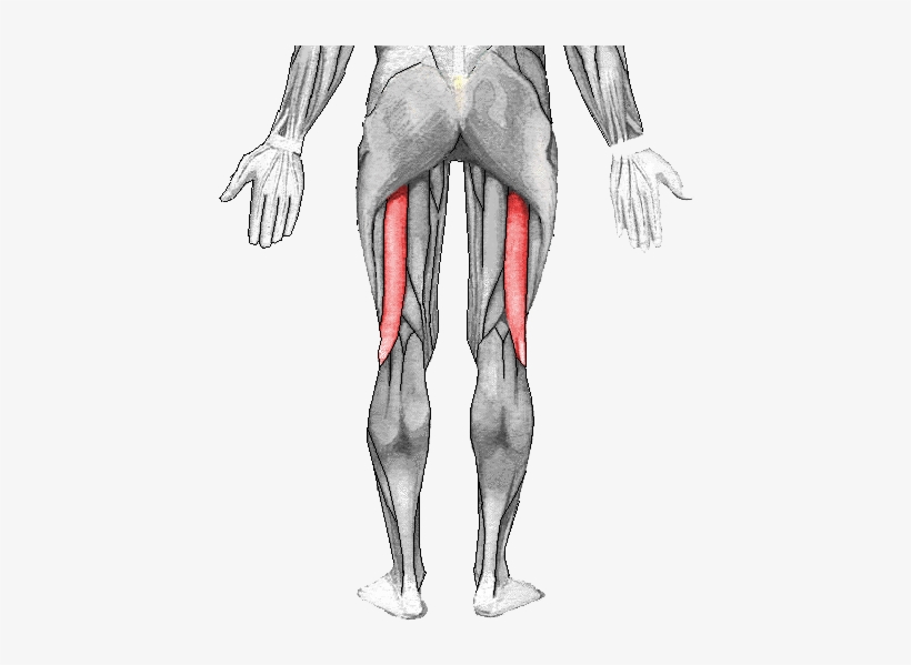 Gluteus Maximus, transparent png download