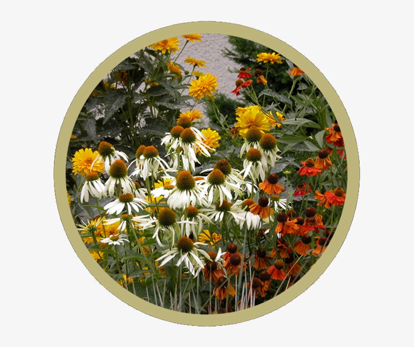 Generic Cialis Pharmacy Review - Camomile, transparent png download