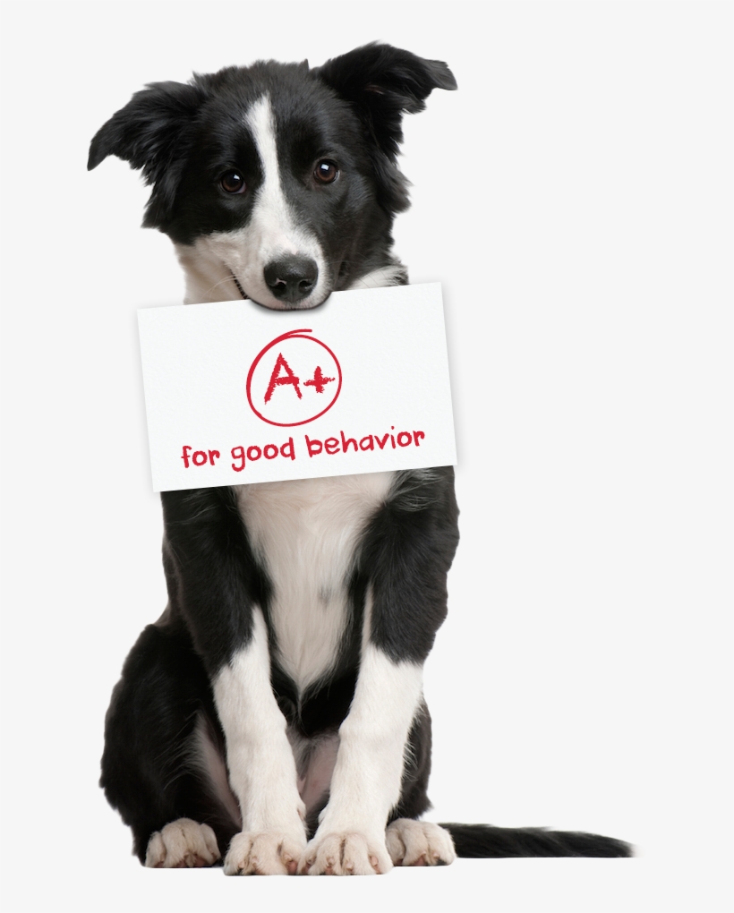 San Diego Dog Walking Service - Border Collie Mix, transparent png download