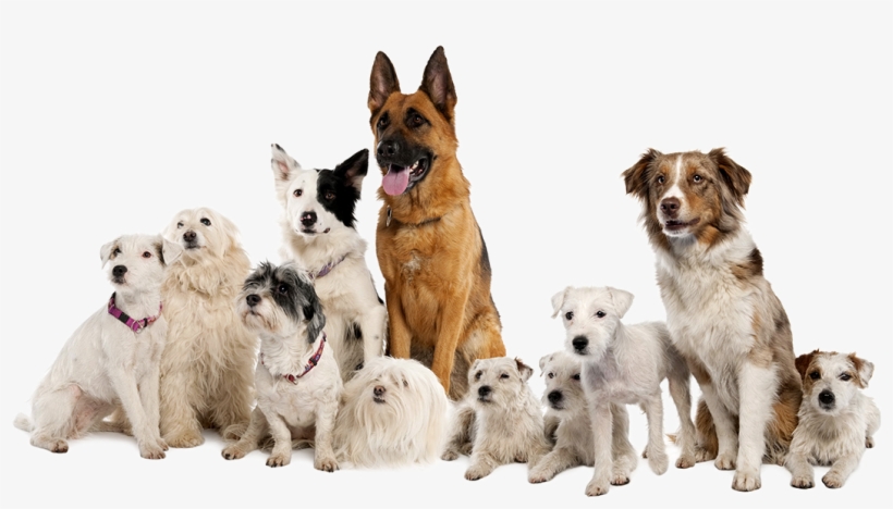 We Help You Become The Companion Your Dog Needs You - German Shepherd, Border Collie, Parson Russell Terrier,, transparent png download