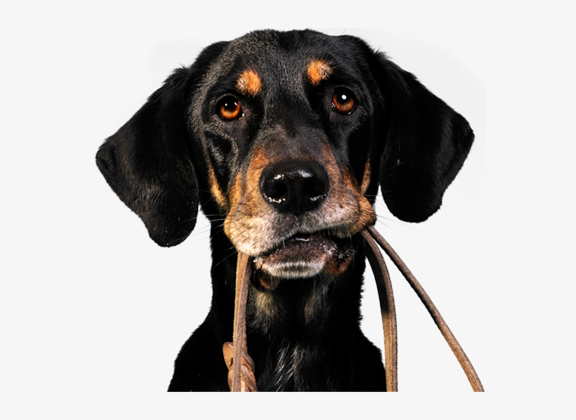 dog walking and pet sitting