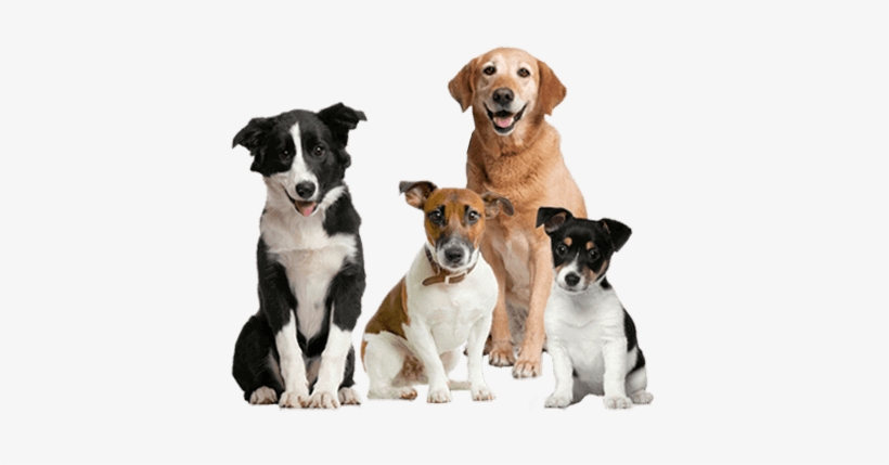 Four Dogs Sitting Closely Together With Calm, Happy - Dog Images Hd Png, transparent png download