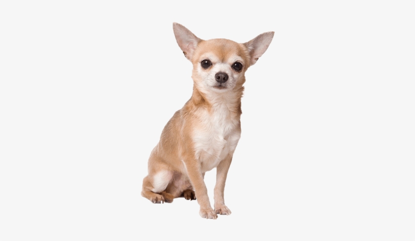Chihuahua Sitting - Chihuahua Png, transparent png download