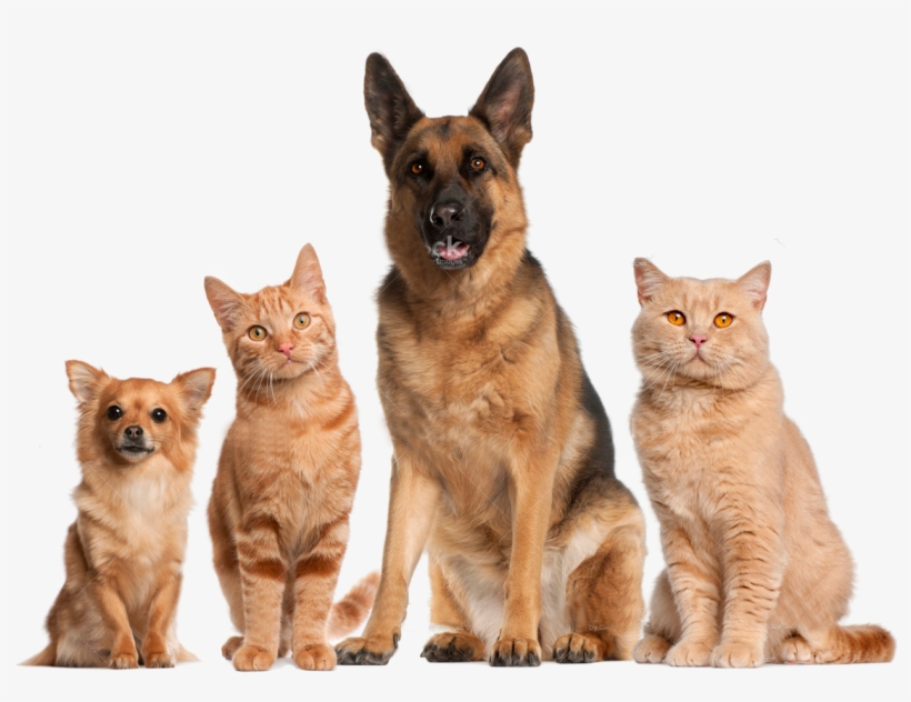 dogs and cats png