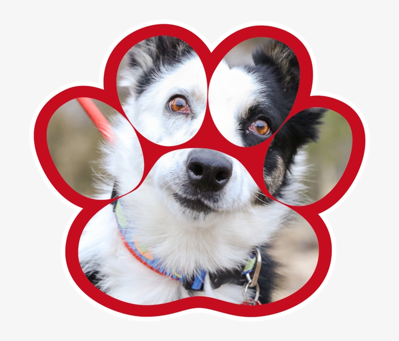 Dog Walking - Huggable Muggs Pet Sitting & Dog Walking, transparent png download