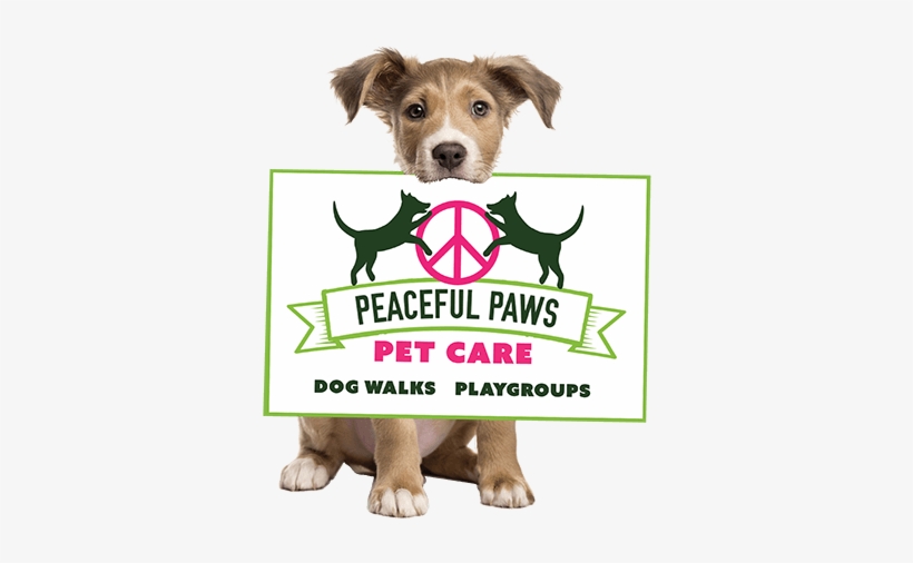 An Exercised Dog Is A Peaceful Dog In North Attleboro - Mongrel, transparent png download