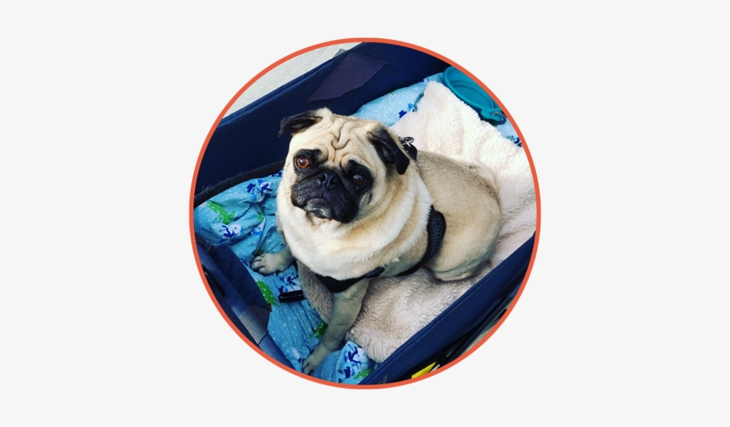 Pet Sitting - Pug, transparent png download