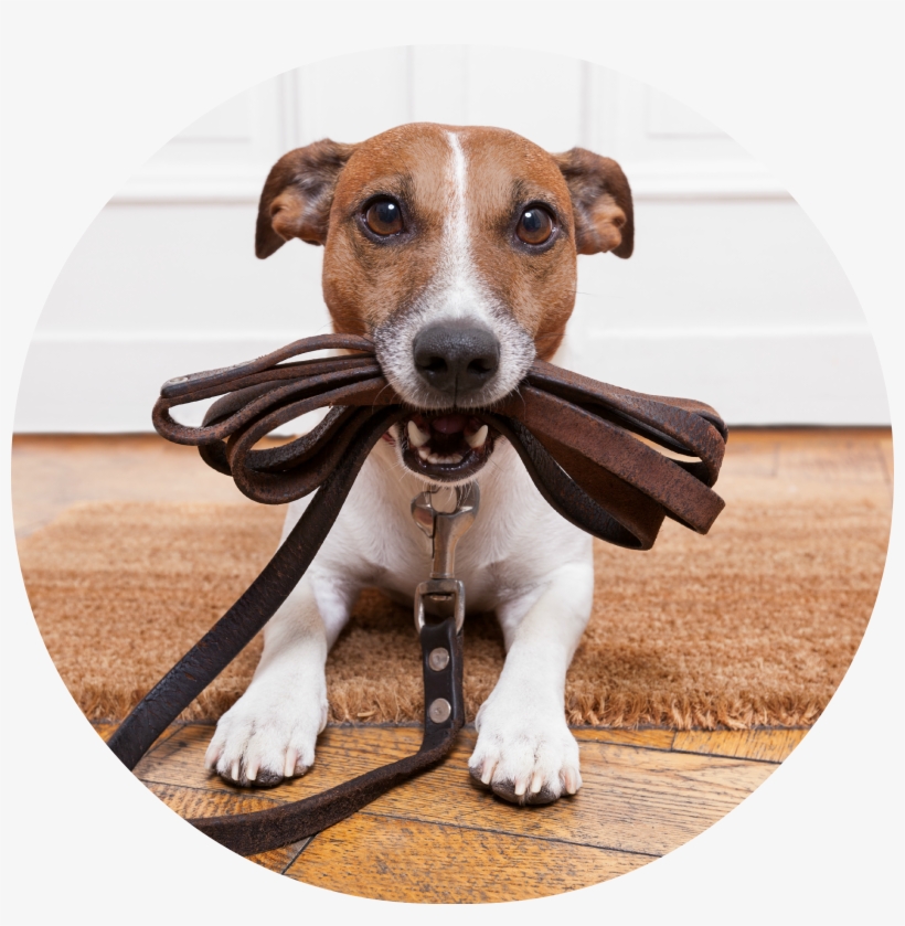 Find Quality Pet Care - Dog Walking, transparent png download