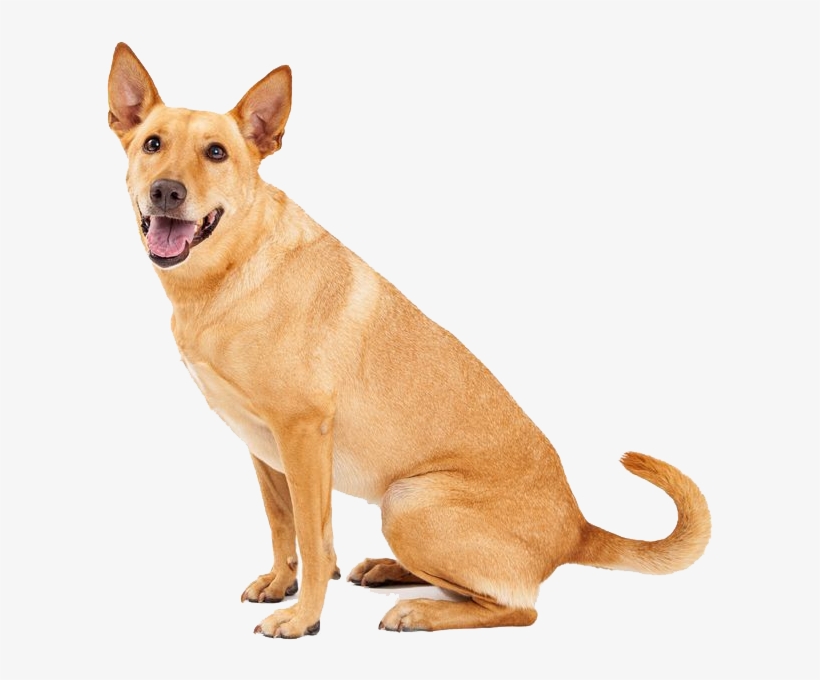 Dingo Sitting Png Image - Carolina Dogs, transparent png download