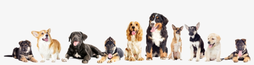 5 Star Luxurious Pet Hotel And Spa - Pet, transparent png download