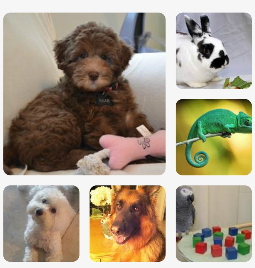 Do Your Pet Sitting Needs Include - Labradoodle, transparent png download