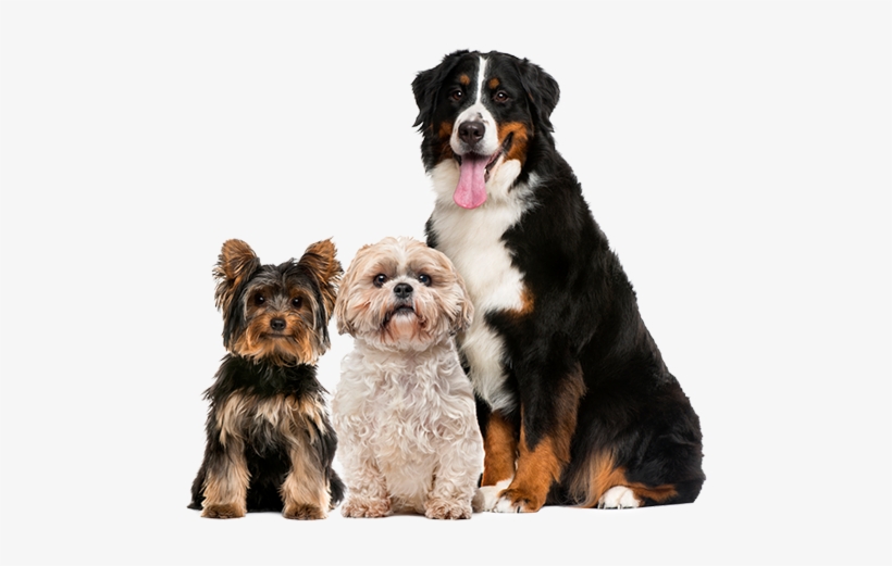 Group Of Dogs - Perro Boyero De Berna, transparent png download