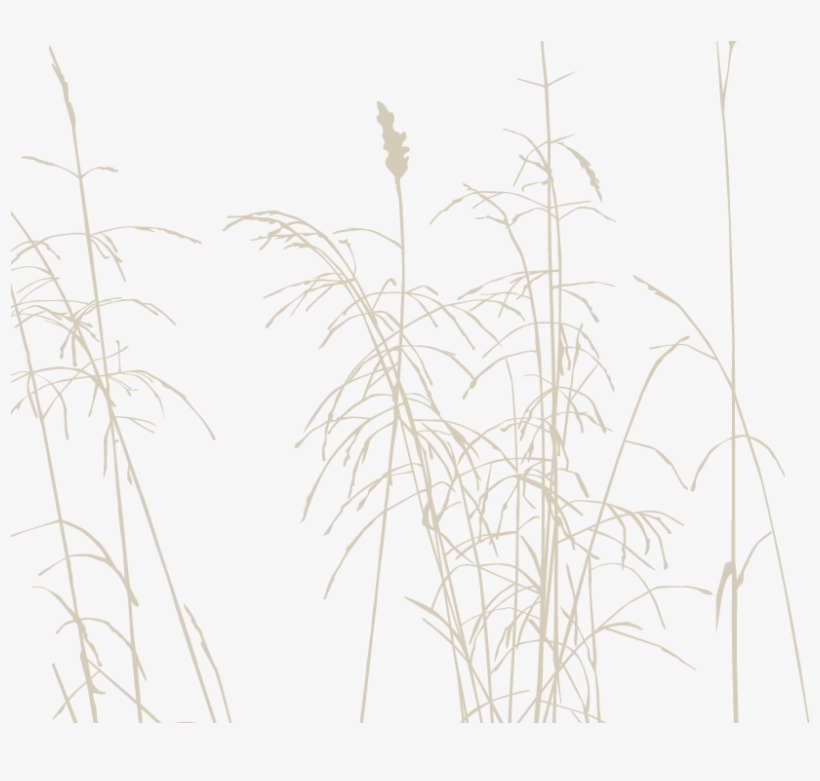 Csp Logo-straw - Phragmites, transparent png download