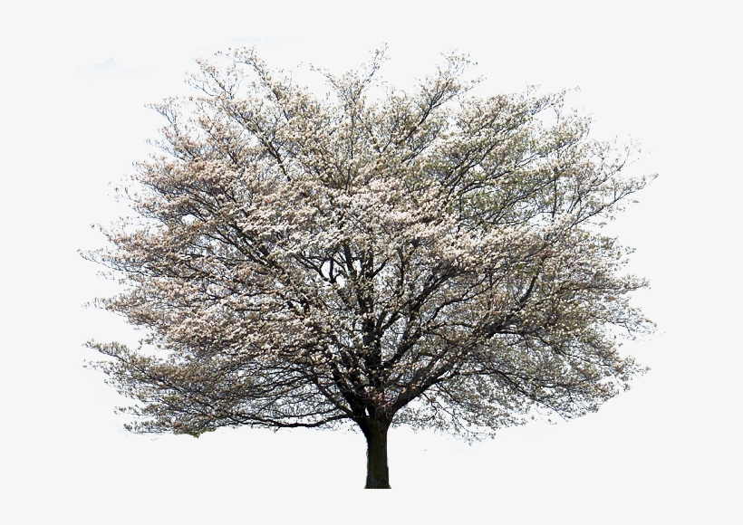Flowering Dogwood Kousa Dogwood Tree Cornus Alternifolia - Dogwood Tree Transparent Background, transparent png download