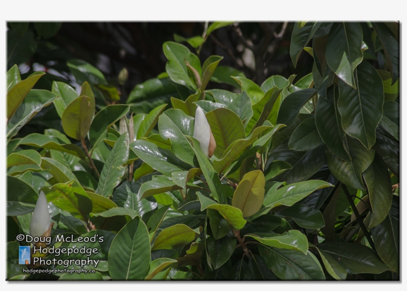 Canada Victoria Variety Grandiflora Magnolia Tree - Bay Laurel, transparent png download