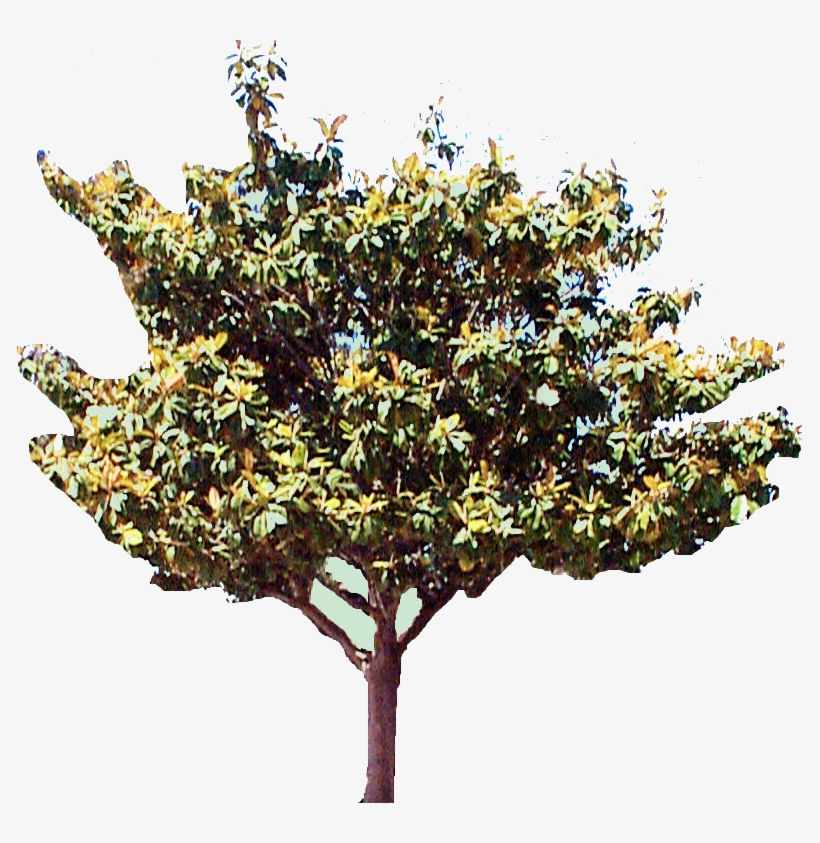 Magnolia Tree - Tree, transparent png download