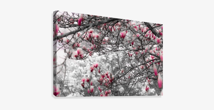 Magnolia Tree In Spring Bloom Canvas Print - Cherry Blossom, transparent png download