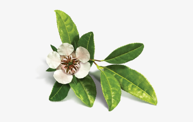 Passion Fruit Extract - Avalon Organics Tea Tree Scalp Treatment Conditioner, transparent png download