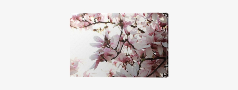 Magnolia, transparent png download